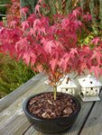 Acer palmatum Atropurpureum