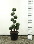 Chamaecyparis lawsoniana White Spot Multibol - totale hoogte 125-150 cm - pot 20 ltr