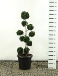 Chamaecyparis lawsoniana Wisselii Multibol - totale hoogte 100-125 cm - pot 20 ltr