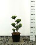 Ilex maximowicziana kanehirae multiplateau extra - totale hoogte 80-100 cm - pot 20 ltr