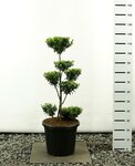 Ilex maximowicziana kanehirae multiplateau extra - totale hoogte 100-125 cm - pot 20 ltr