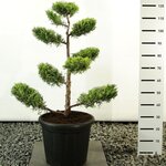 Juniperus chinensis Kuriwao Gold multiplateau - totale hoogte 100-125 cm - pot 20 ltr