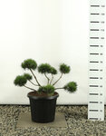 Pinus mugo Mugo Multiplateau