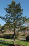 Pinus peuce