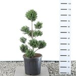 Taxus baccata Multibol - Gesamth&ouml;he 80-100 cm - Topf 18 ltr