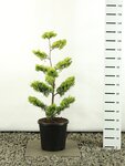 Cupressocyparis leylandii Gold Rider Multiplateau - totale hoogte 80-100 cm - pot &Oslash; 18 cm