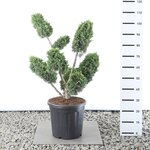 Juniperus media Blaauw multiplateau