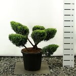 Juniperus media Old Gold multiplateau extra - totale hoogte 100-125 cm - pot 20 ltr