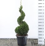 Taxus baccata Spiraal