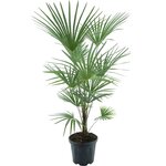 Trachycarpus fortunei Frosty - totale hoogte 140-160 cm - pot &Oslash; 32 cm