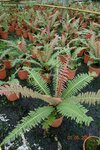 Blechnum brasiliense