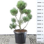 Pinus wallichiana Multiplateau extra