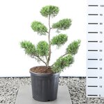 Juniperus chinensis Kuriwao Gold multiplateau