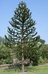 Araucaria araucana tree