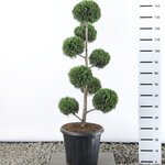 Cupressocyparis leylandii multibol extra - totale hoogte 100-125 cm