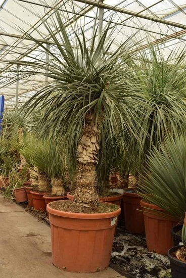 Nolina longifolia - stam 70-90 cm - totale hoogte 170+ cm - pot 70 ltr [pallet]