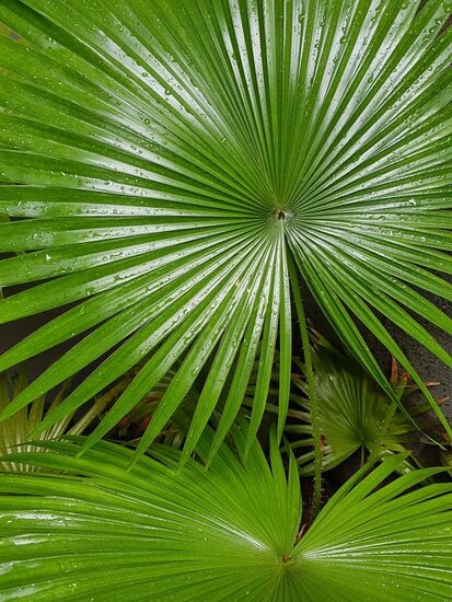 Livistona chinensis doubletrunk - stam 20-30 cm - totale hoogte 130-150 cm - pot &Oslash; 48 cm [pallet]