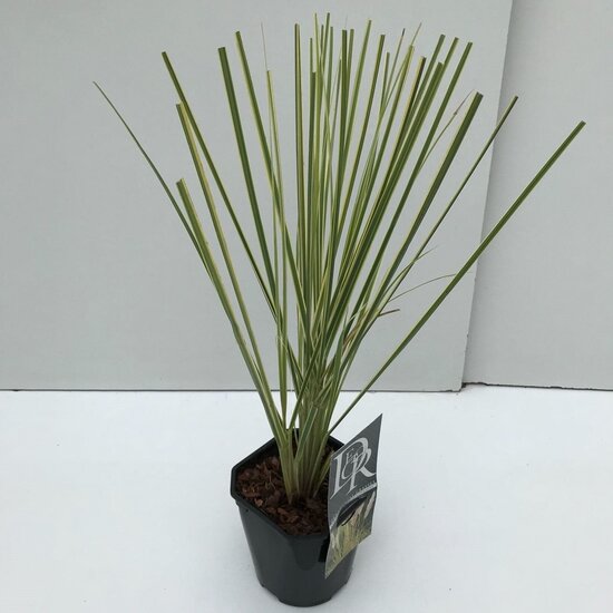 Cortaderia selloana Gold Mini Pampas - totale hoogte 50-60 cm - pot 2 lt