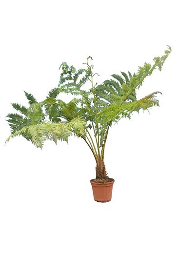 Cyathea cooperi in pot