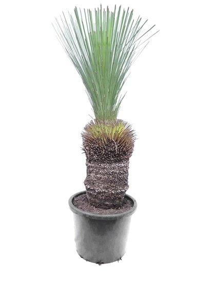 Xanthorrhoea glauca - stam 40-50 cm [pallet]