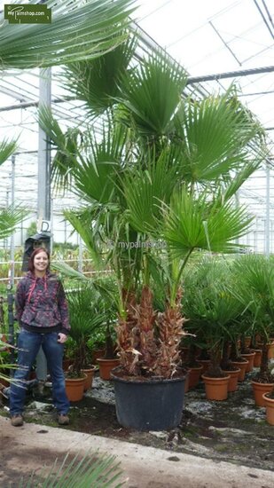 Washingtonia robusta multitrunk - totale hoogte 130-150 cm - pot &Oslash; 40 cm [pallet]