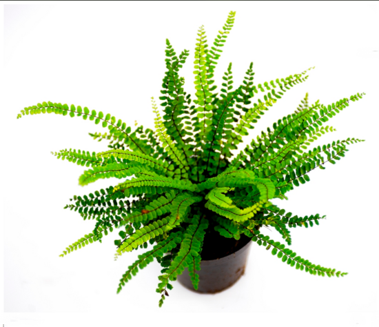 Asplenium trichomanes - pot 0.7 ltr