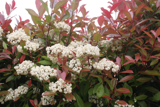 Photinia fraseri Red Robin - totale hoogte 50-70 cm - pot &Oslash; 18 cm