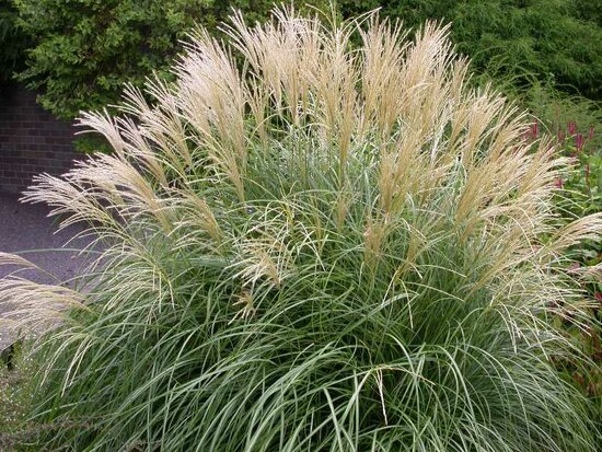 Miscanthus sinensis Adagio