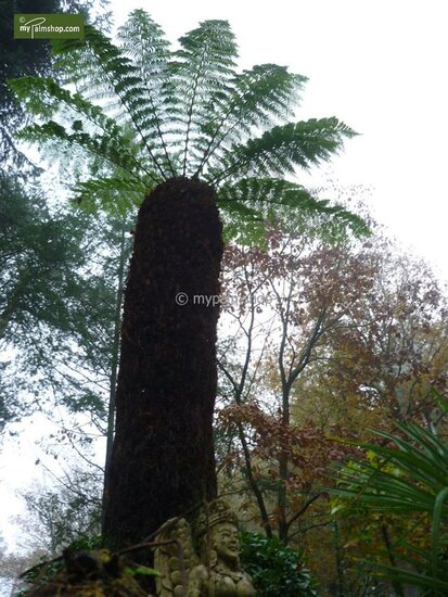 Dicksonia antarctica - stam 15-20 cm - totale hoogte 80-100 cm - pot &Oslash; 26 cm