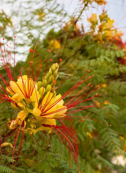 Caesalpinia gilliesii - totale hoogte 90-110 cm - pot &Oslash; 21 cm