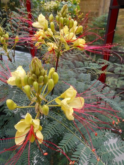 Caesalpinia gilliesii