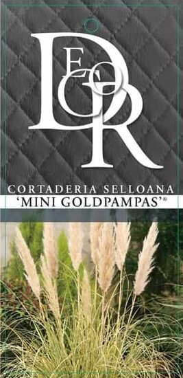 Cortaderia selloana Gold Mini Pampas - pot 5 ltr