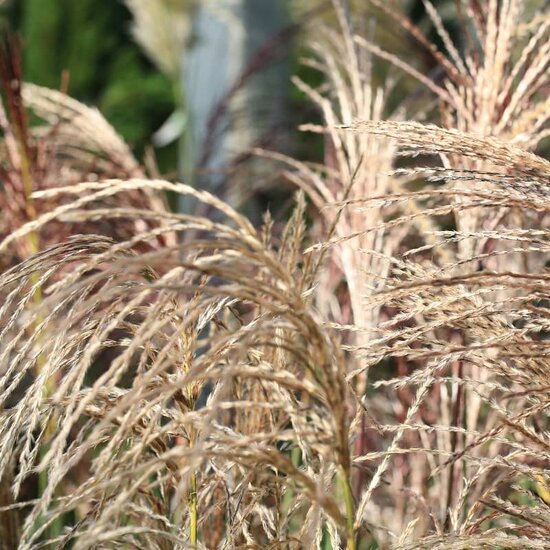 Miscanthus sinensis Pink Cloud - pot 5 ltr