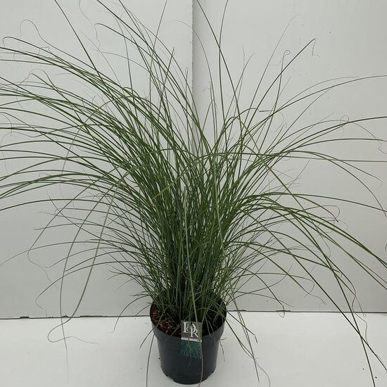 Miscanthus sinensis Gracillimus - pot 10 ltr