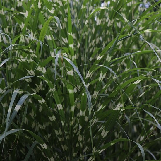 Miscanthus sinensis Little Zebra