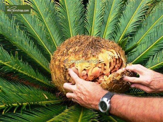 Cycas revoluta - stam 45-55 cm - totale hoogte 130-160 cm - pot &Oslash; 48 cm [pallet]