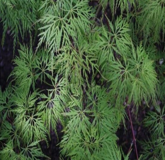 Acer palmatum Emerald Lace