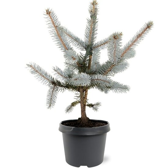 Picea pungens Hoopsii