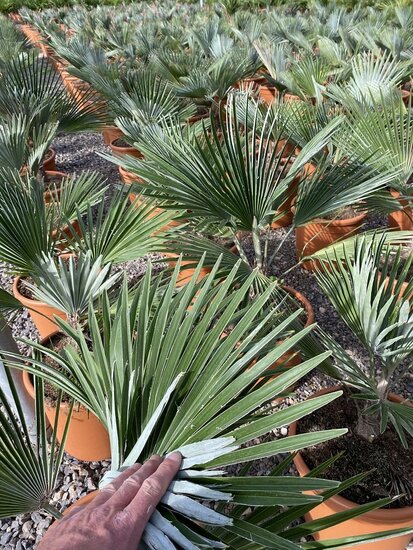 Trachycarpus princeps