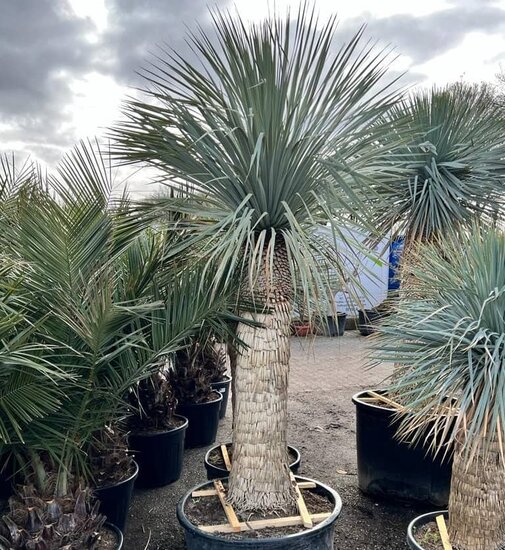 Yucca rostrata