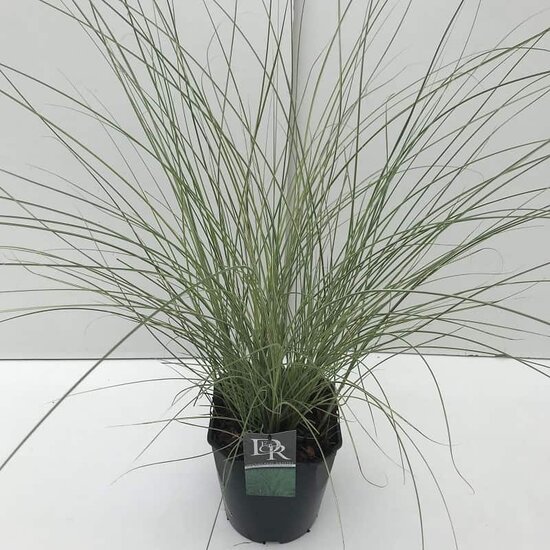 Miscanthus sinensis Morning Light - pot 10 ltr