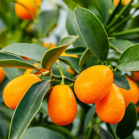 Citrus kumquat - stam 15-25 cm - totale hoogte 40-50 cm - pot &Oslash; 15 cm