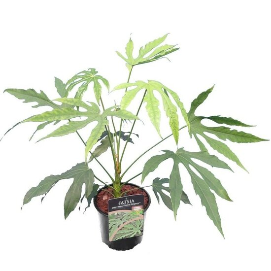 Fatsia polycarpa Green Fingers - totale hoogte 40-60 cm - pot &Oslash; 17 cm