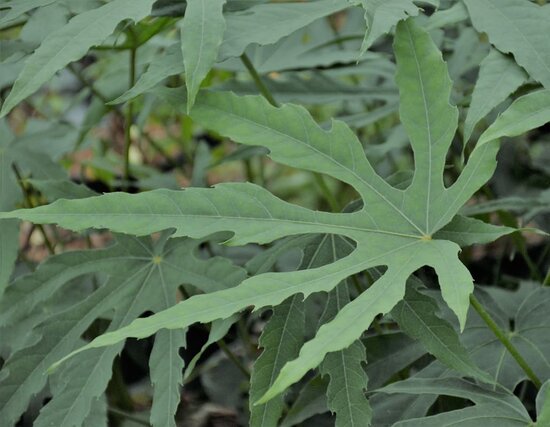 Fatsia polycarpa Green Fingers - totale hoogte 40-60 cm - pot &Oslash; 17 cm