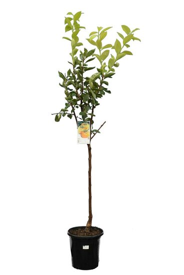 Diospyros kaki - totale hoogte 120-140 cm - pot &Oslash; 28 cm