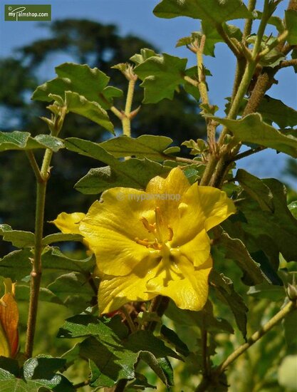 Fremontodendron California Glory - pot &Oslash; 21 cm