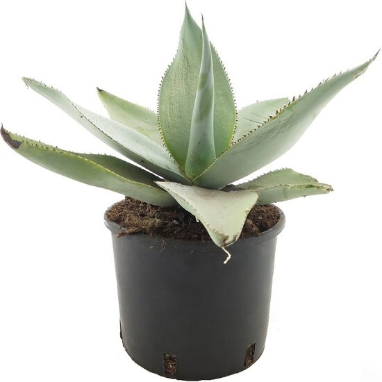 Agave guiengola