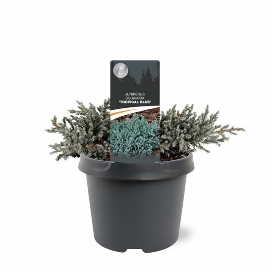 Juniperus squamata Tropical Blue