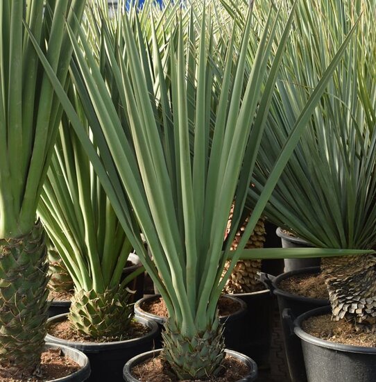 Yucca treculeana