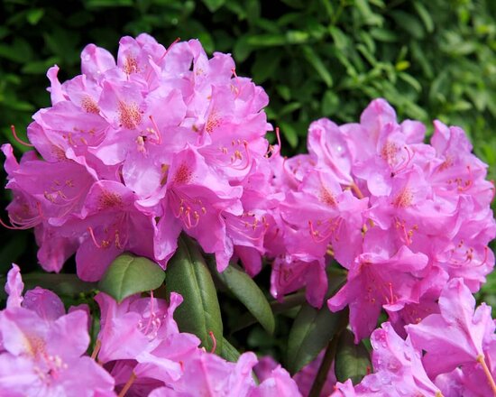 Rhododendron Roseum Elegans